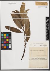 Foto von Salix tetrasperma Roxb.